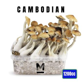 Cambodian - 1200cc paddo kweekset
