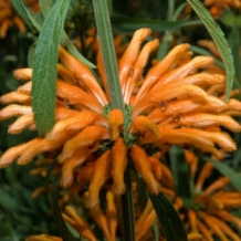 Leonotis Nepetifolia 20 zaden - Klip dagga