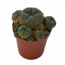 Peyote  cluster 5.5 cm | Lophophora Williamsii