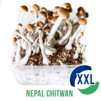 Nepal Chitwan XXL - 2100cc Paddo kweekset