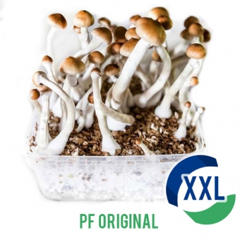 PF Original XXL - 2100cc Paddo kweekset