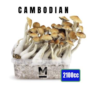 Cambodian XXL - 2100cc Paddo Kweekset