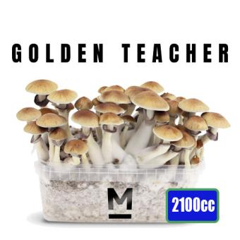 Golden Teacher XXL - 2100cc Paddo kweekset