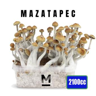 Mazatapec XXL - 2100cc Paddo kweekset